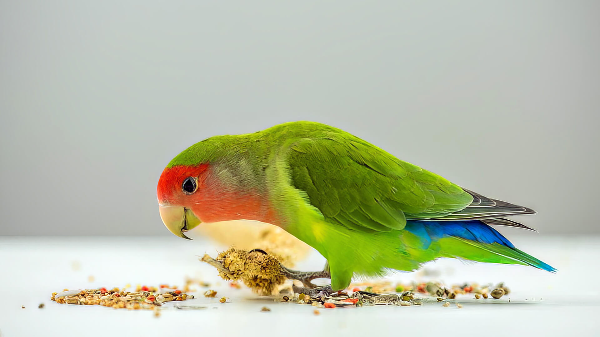 Pet Bird Food Nourishing Companions for a Vibrant Life