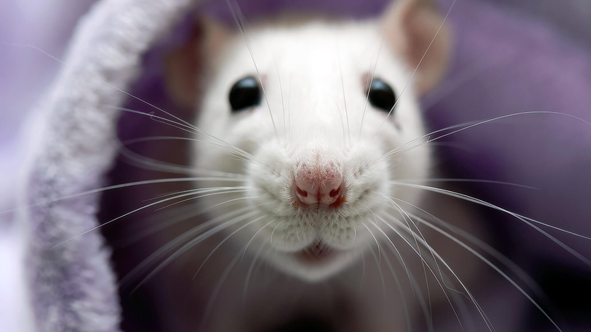 The 10 Best Things About Pet Rats - Planet Pet