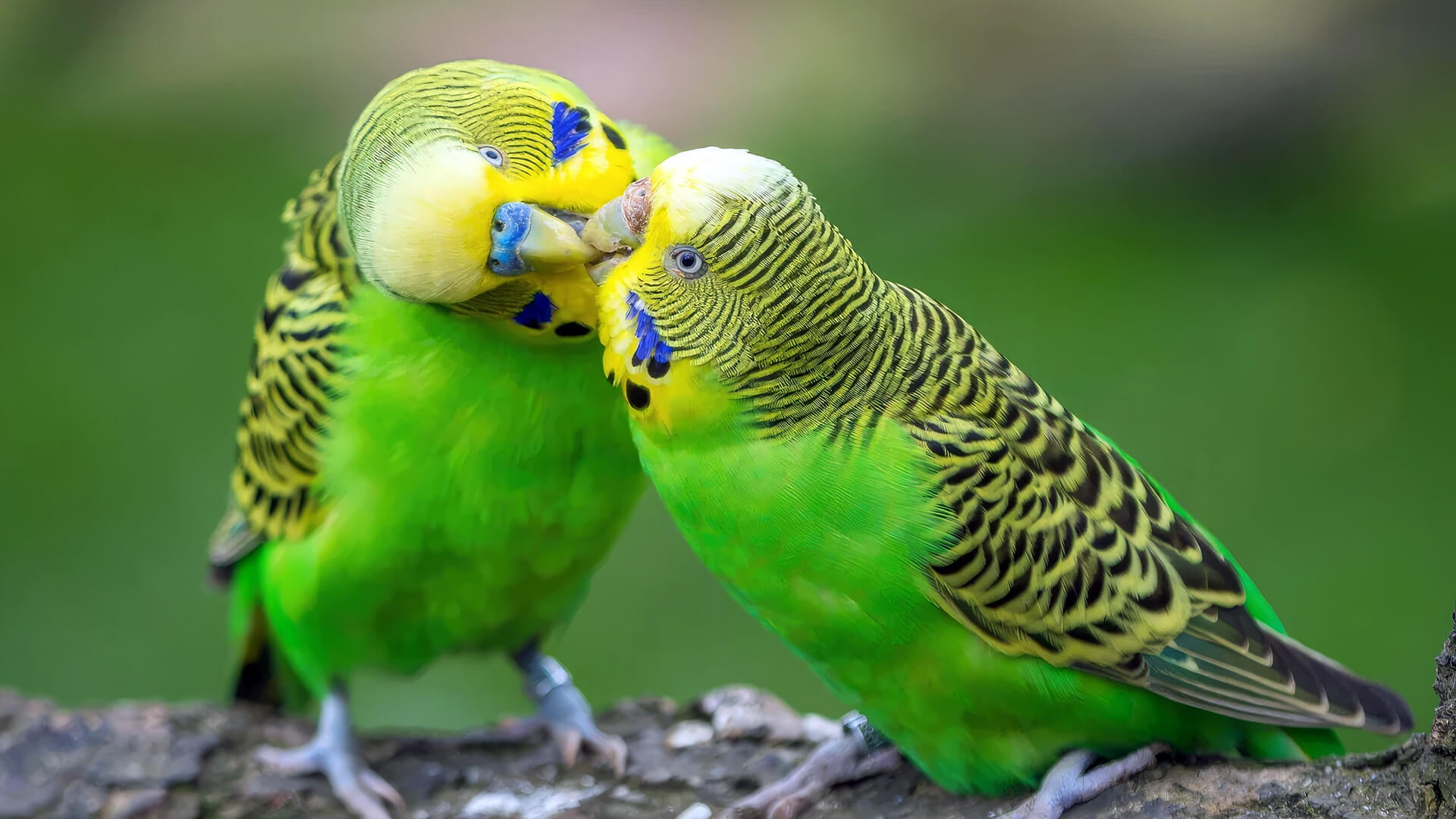 male-or-female-your-budgie-sexing-guide-planet-pet