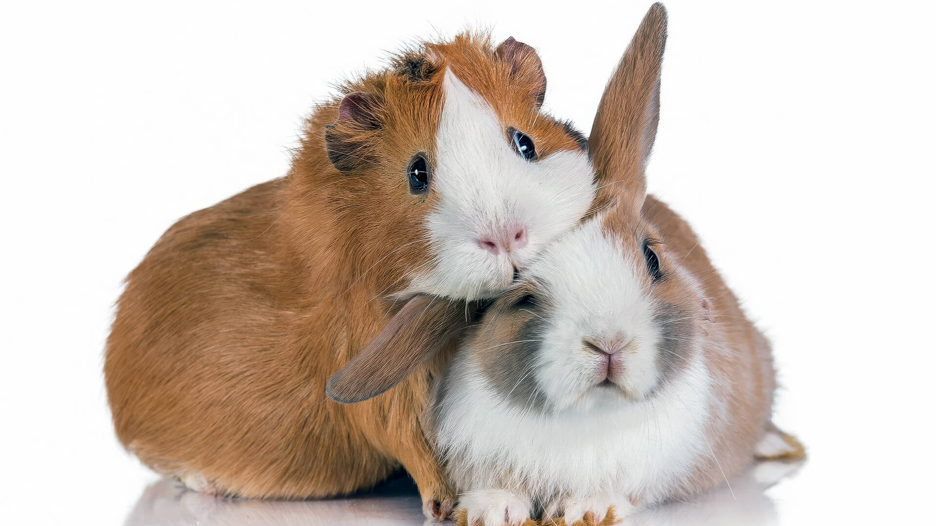 Can Rabbits and Guinea Pigs Live Together? - Planet Pet