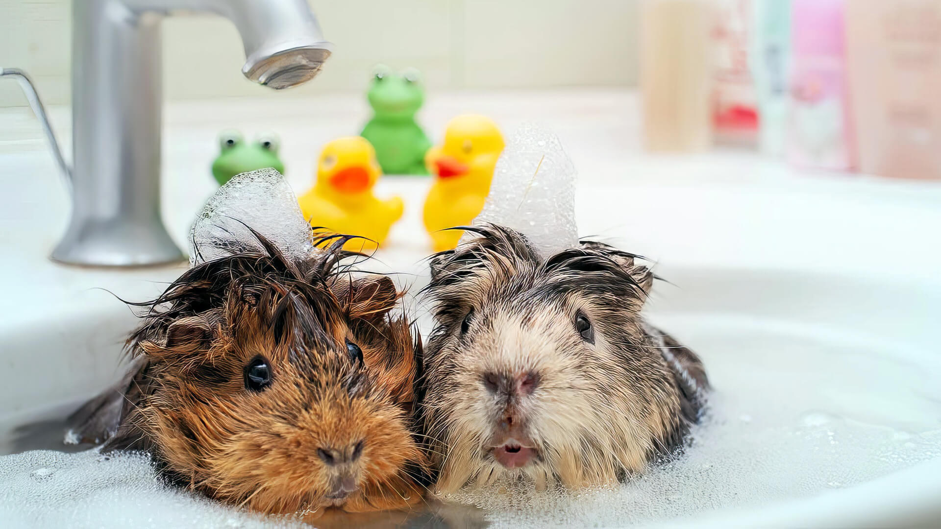 Do Guinea Pigs Need Baths 