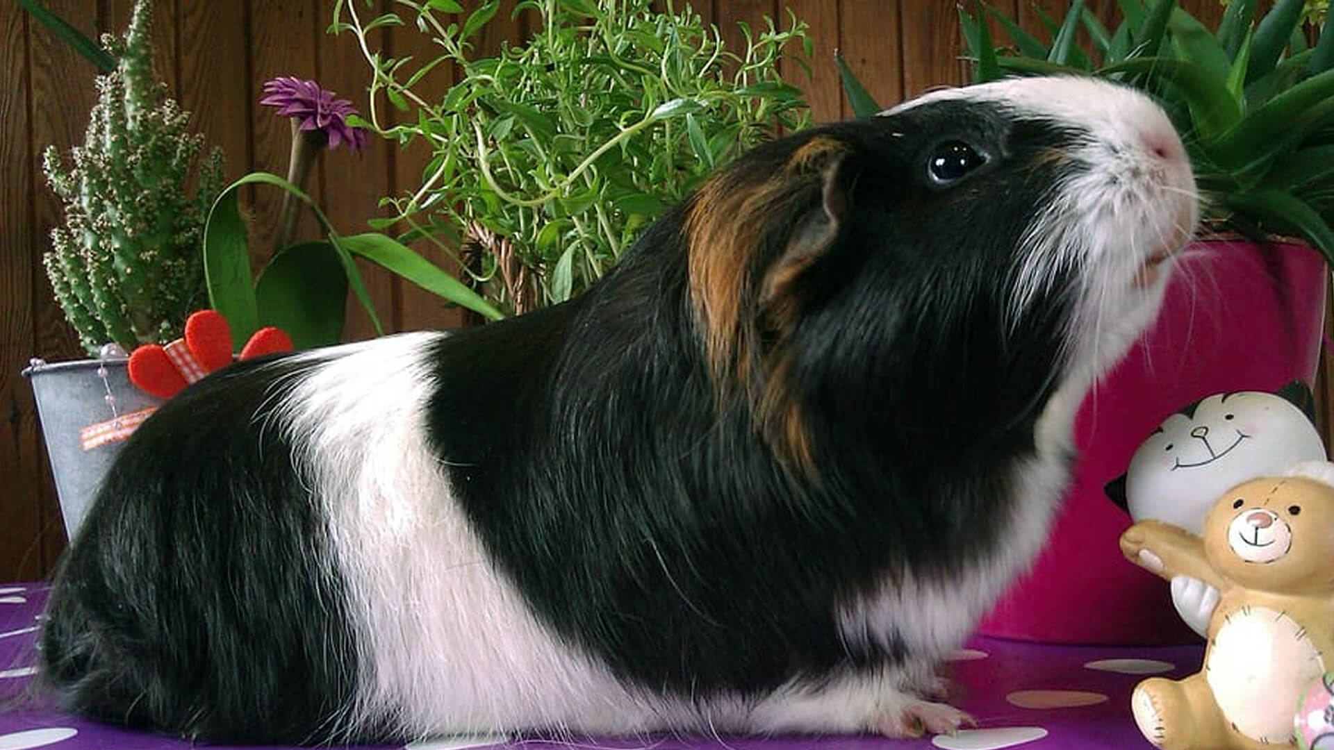 how-long-do-guinea-pigs-live-for-planet-pet