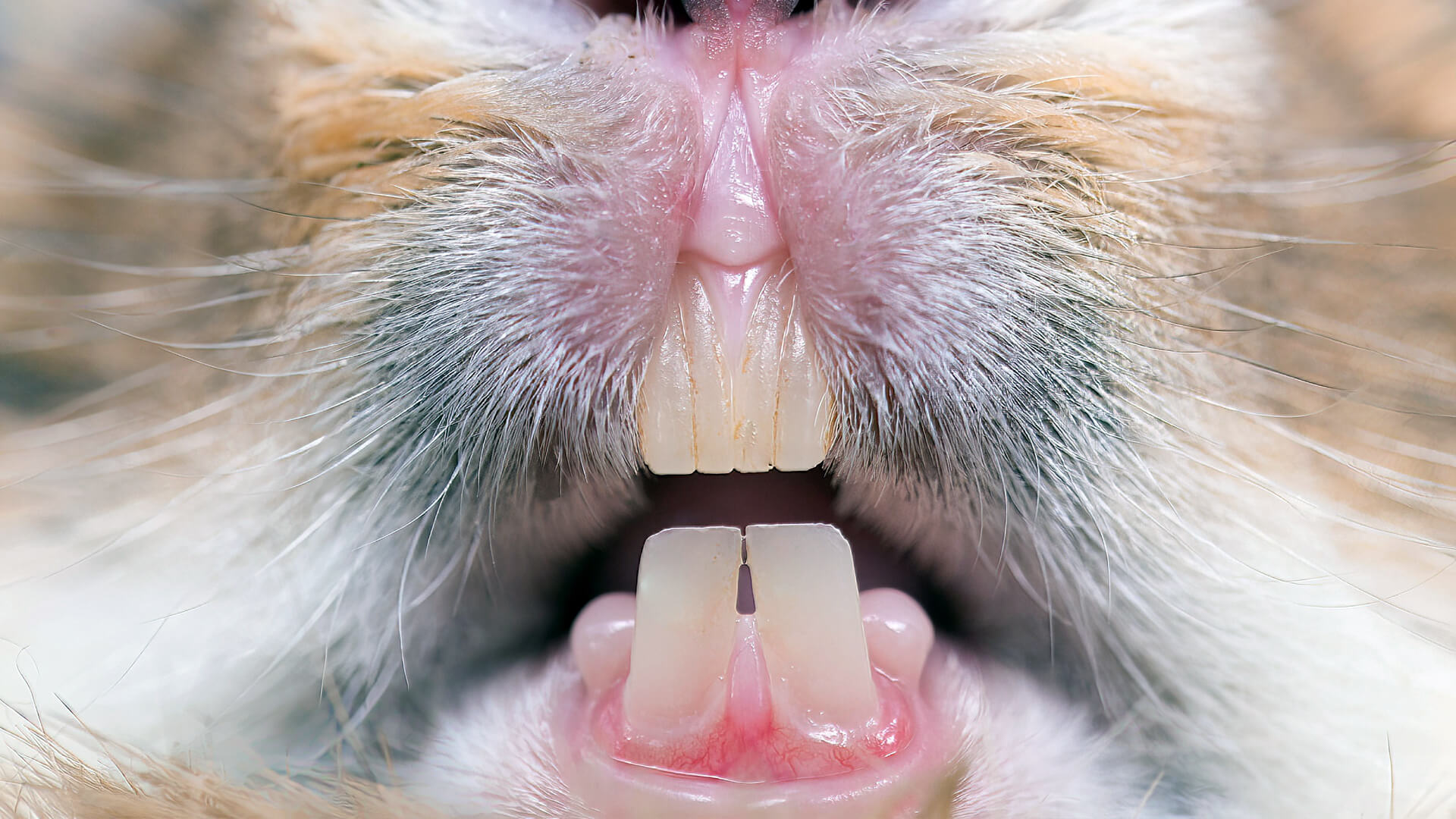 How To Care For Your Rabbit s Teeth Planet Pet