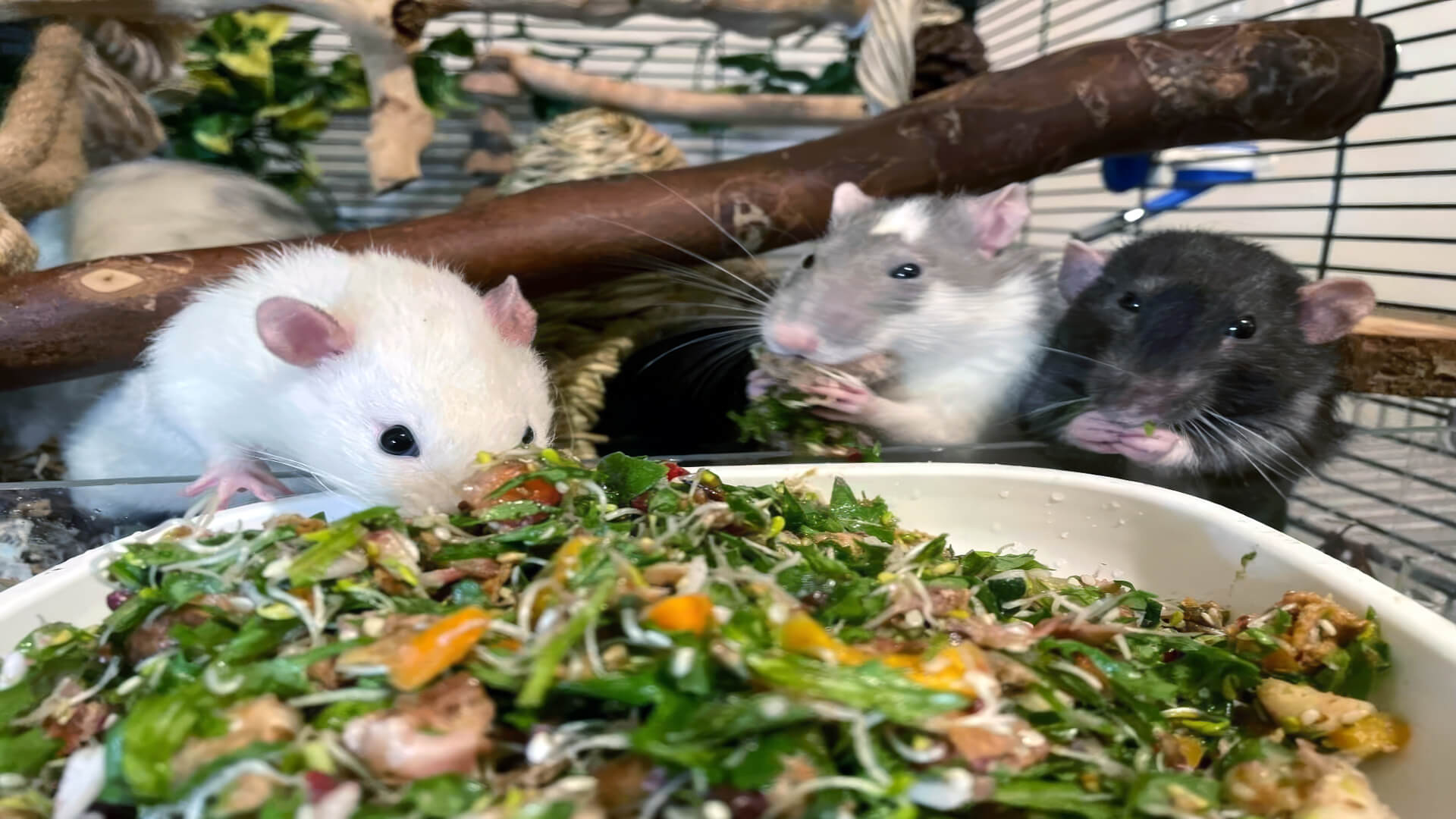 What Do Rats Eat? — Complete Guide to Nutrition & Diet - Planet Pet