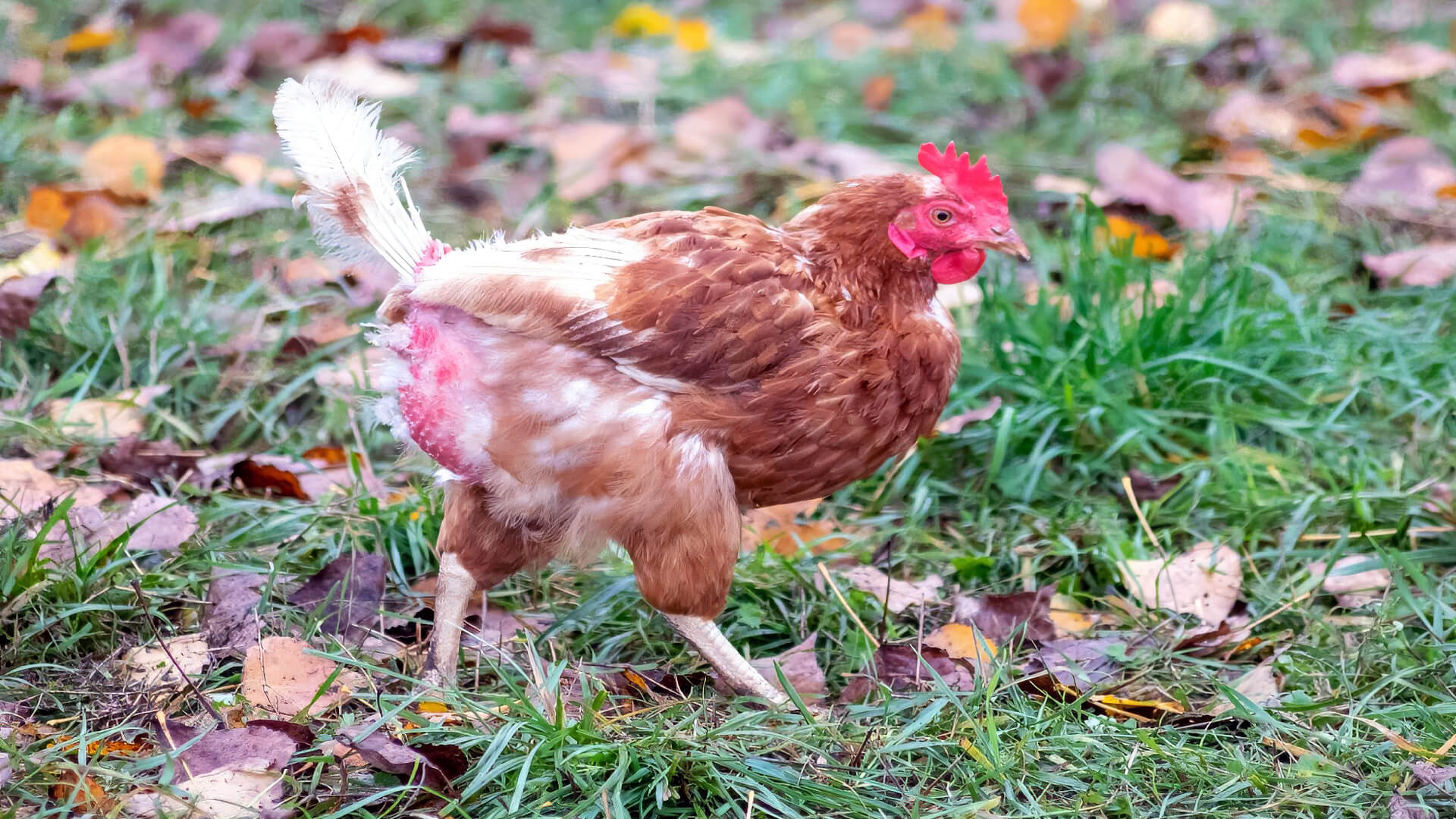 Why Chickens Lose Feathers — Causes & Solutions - Planet Pet